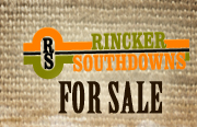 For Sale - Rincker Southdowns
