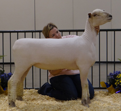 ewes