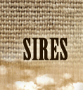 Sires