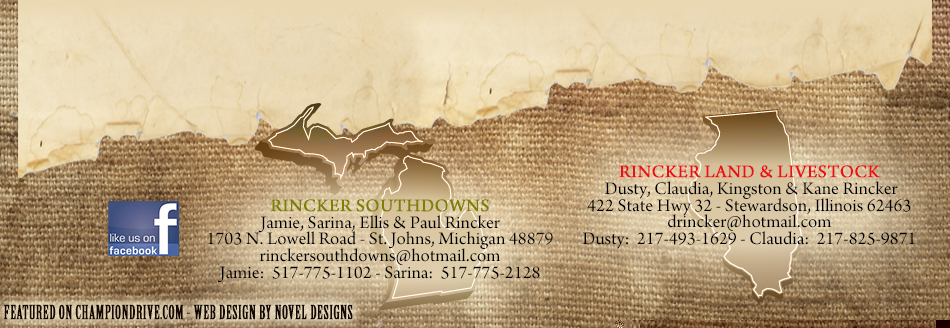 Rincker Southdowns | Rincker Land & Livestock