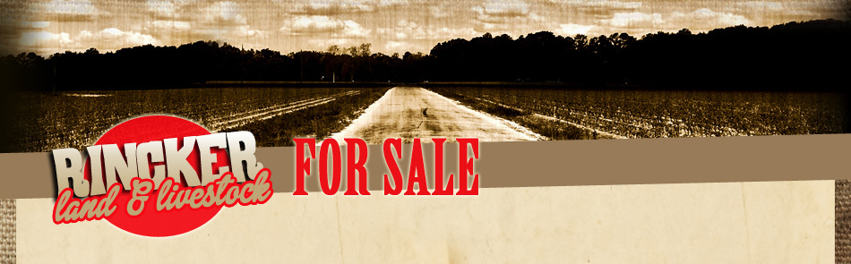 Rincker Southdowns | Rincker Land & Livestock