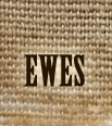 Ewes