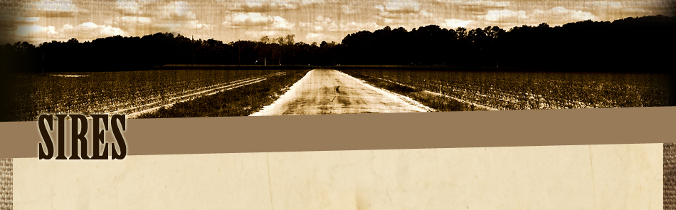Rincker Southdowns | Rincker Land & Livestock