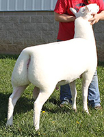 Kuykendall 705